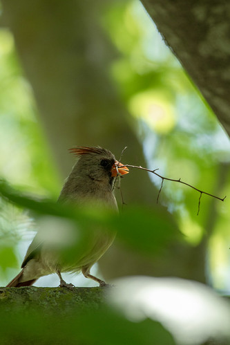 Nesting Cardinal | by maggierileyphoto