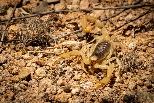 Giant Desert Hairy Scorpion