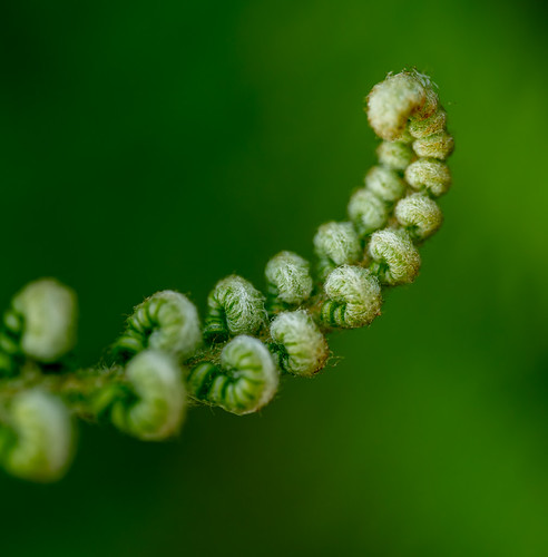 Fractal Fern