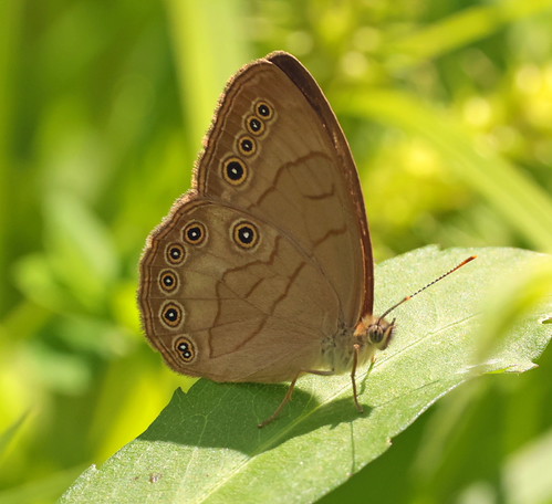 Appalachian Brown Butterfly | by vischerferry