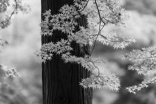 B/W SHADOW