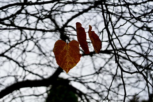 Cercis canadensis, June detail