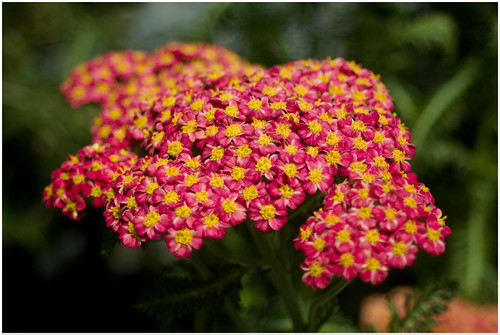 Green Thumb - 12 images - Canon EOS M100 with Canon EF 22-55mm 1:4-5.6 USM 35mm Zoom (Canon EOS Mount) & Fotodiox Pro (EF-EOS M adapter) & Polarizer