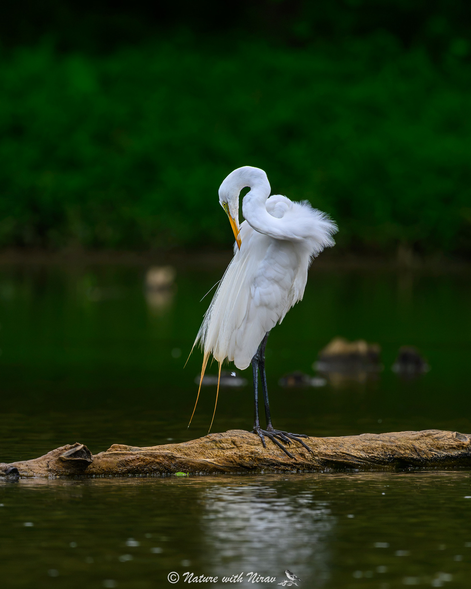 Great Egret
