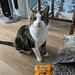 Sammy, helping himself to cat treats 