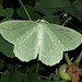 Grünes Blatt (Geometra papilionaria)