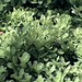 Summer Foliage, 2026