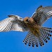 Kestrel