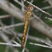 Wandering Glider