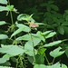 Waldbrettspiel (Pararge aegeria)