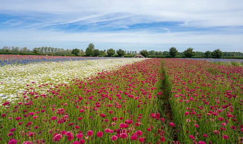 Confetti fields