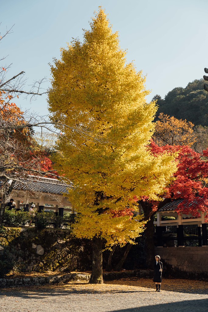 京都賞楓景點|南禪寺三門居高臨下,俯瞰寺內滿山楓紅的絕美視角 - 第12張圖 DSC09050