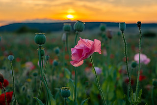 Sunrise or sunset photo of Sontra