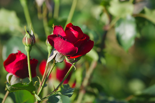 Red Rose