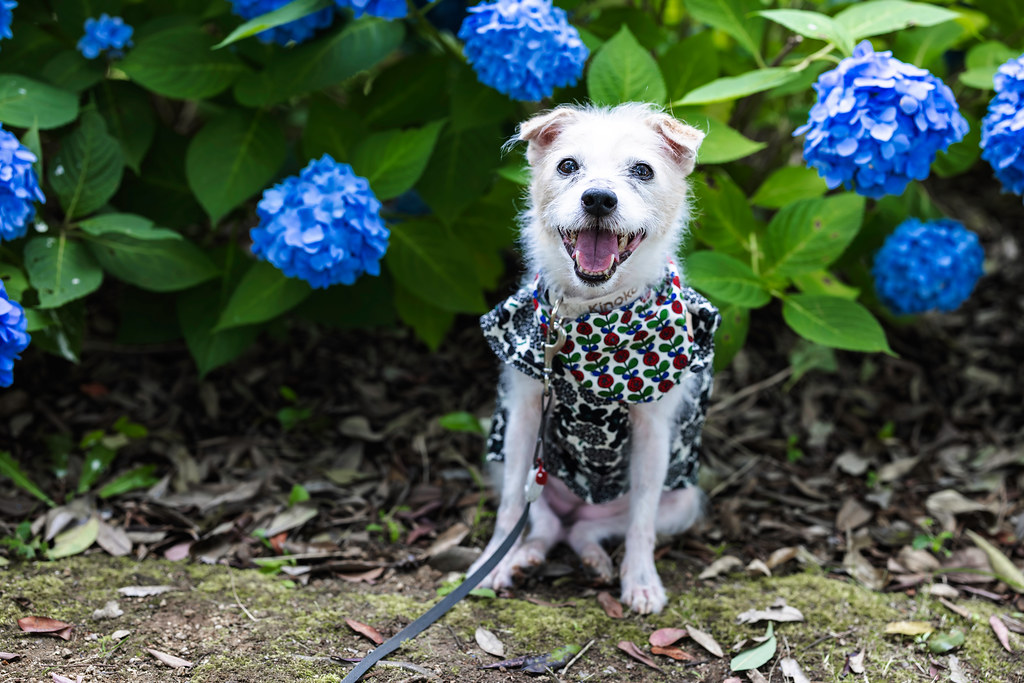 Happy Jack Russell Terrier Sitting Down
