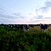 Cows.