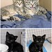 Last week we helped  get a local female cat spayed. She is feral so we returned her to her yard where she has food and shelter. But a few days later the feeder called to say they had discovered she had kittens! She had kept them in another yard and they w