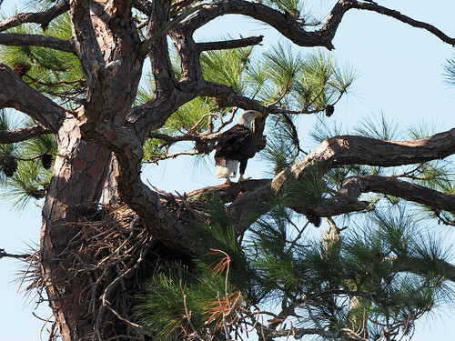 Unusual Behavior | by Deborah J Howell