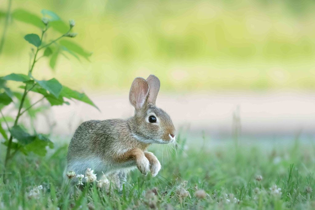 Bunny Hop