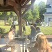 Din din