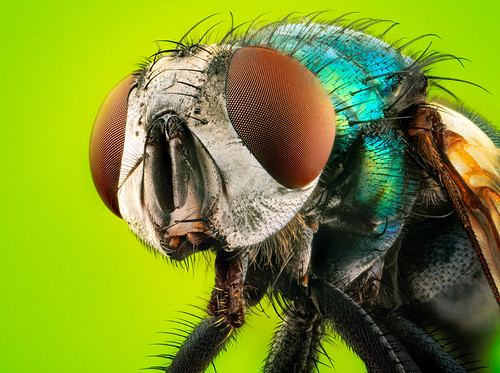 Common green bottle fly