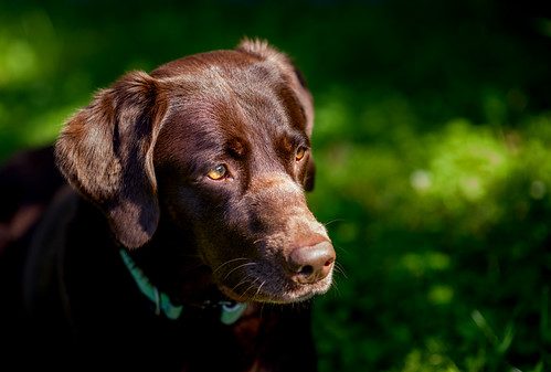 Testing: Thypoch Simera 75mm f/1.4 ASPH
