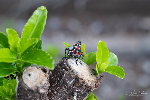 Spotted Lantern Fly Instar, 4th Stage