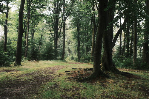 In the forest.