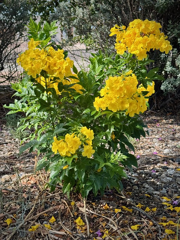 Dropped Petals