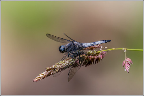 OM Digital Solutions OM-1 + OLYMPUS M.150-400mm F4.5 | by Ronny Olsson