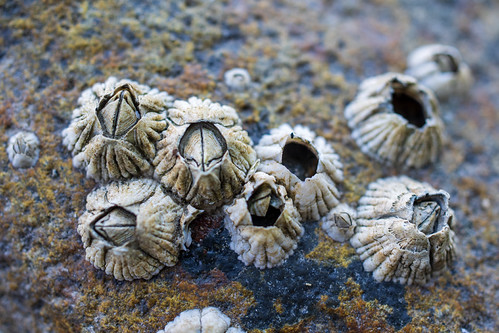 Barnacle Macro