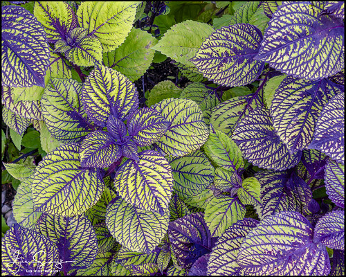 Coleus