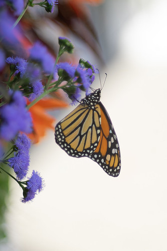 Monarch