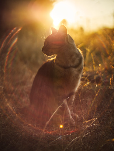 the God of all the cats on this earth