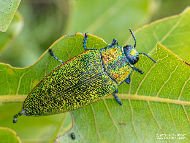 Jewel beetle (Steraspis sp.) - P2081851