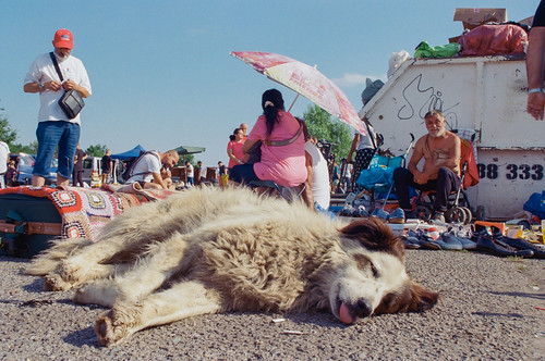 Dogs at the Fleamarket