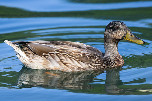 Duck