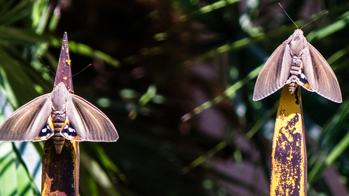 Palm moth, Cassis