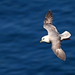 Eissturmvogel