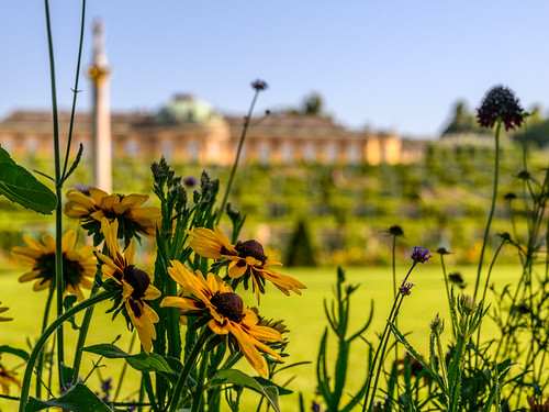 Sommer im Park