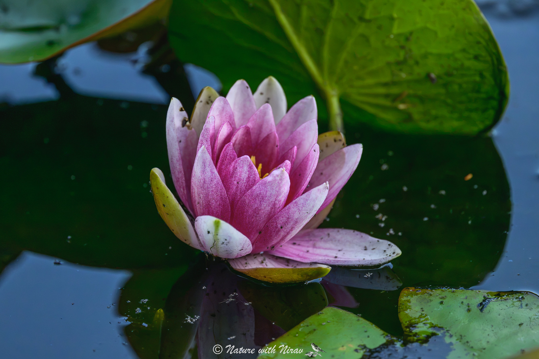Waterlily