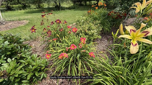 Daylily 'Endless Heart' y26w28 15yo R1 DL | by F. D. Richards