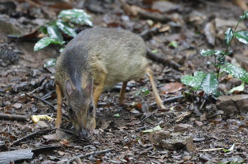 Mouse Deer | by Daren Rose