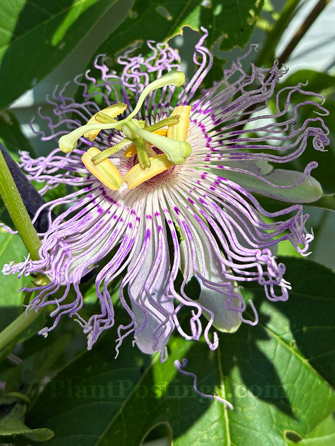 passionflower 6