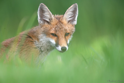 a portrait of a fox