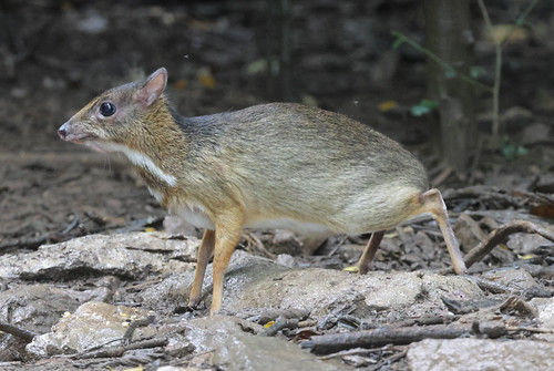 Mouse Deer | by Daren Rose