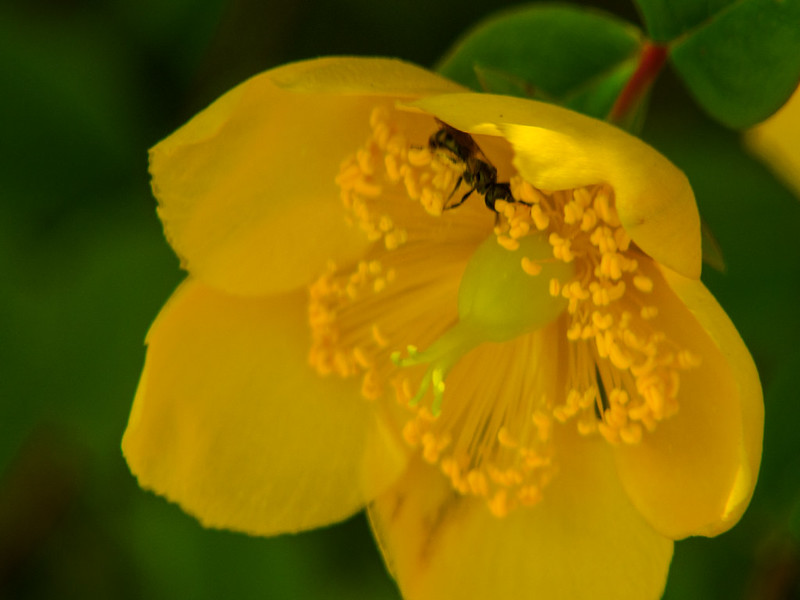 Tiny bee on St Johns wort flower