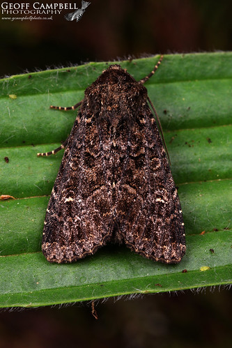 The Confused (Apamea furva)