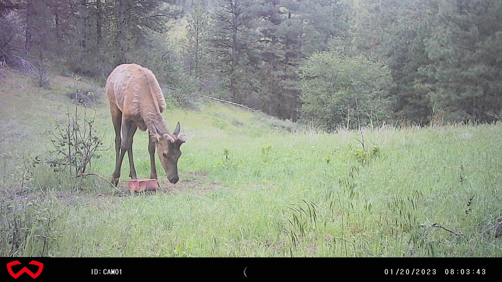 Trail Cam-01