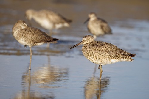 Willet_1185 | by goldenbearbirder